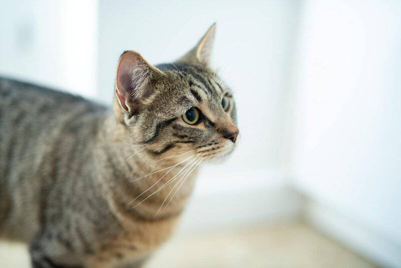 5. American Shorthair